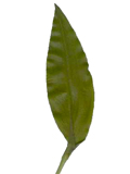 Heilpflanze Bärlauch (Allium ursinum).